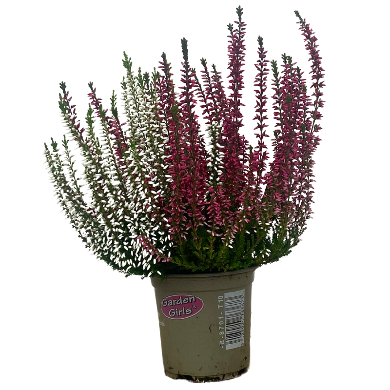 Bruyère Calluna bicolore Rose Blanche