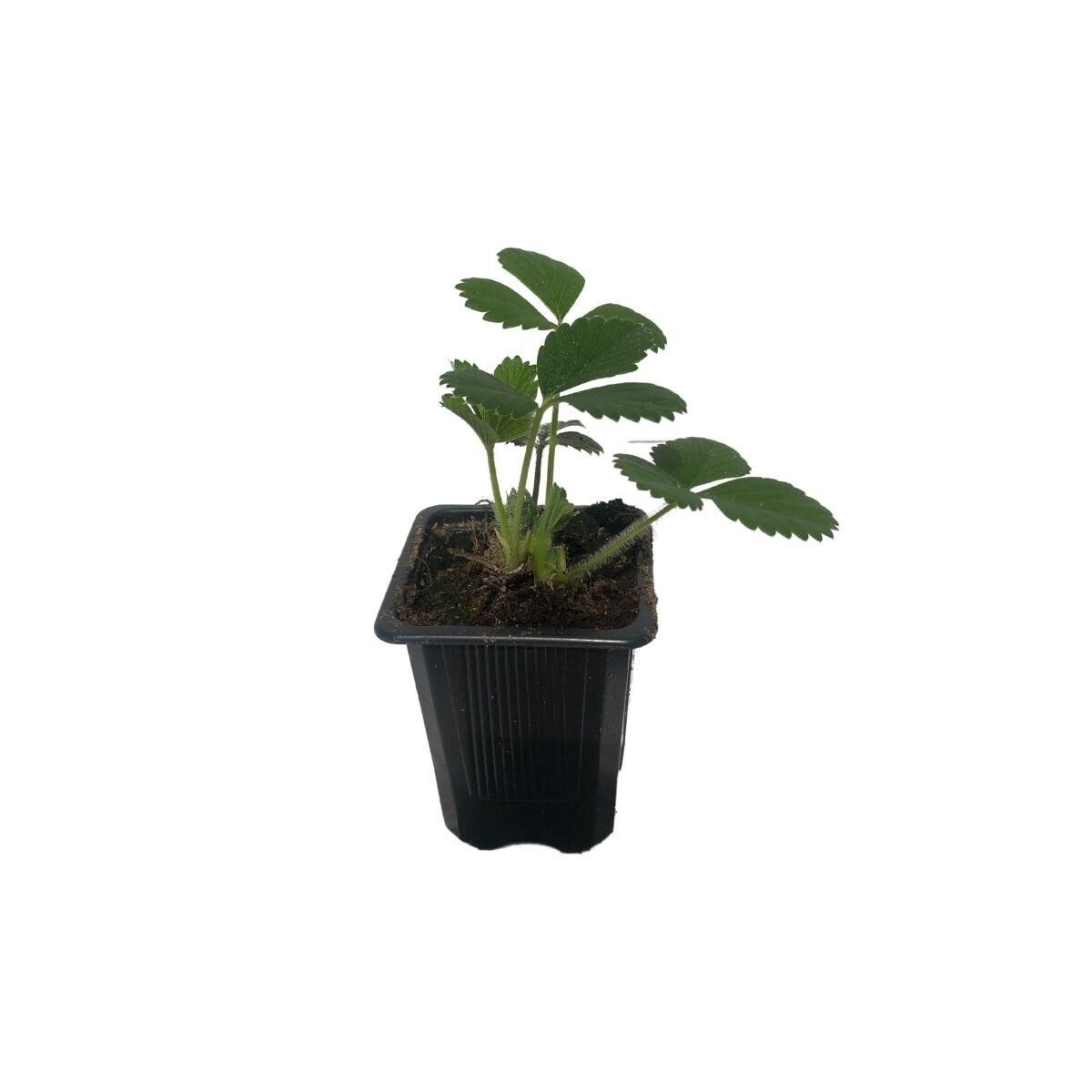 6 Plants Fraisier Mara Des Bois Motte 7 Cm