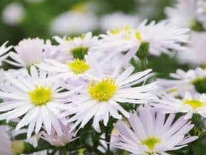 Aster Plantation Culture Et Floraison