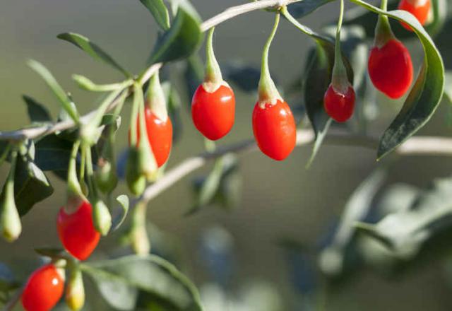 Goji Culture Entretien R Colte Des Baies Et Bienfaits