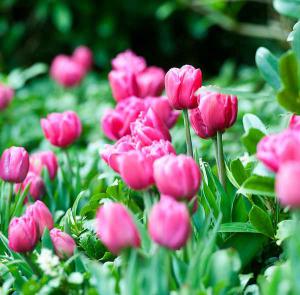 Tulipe Plantation Floraison Et Entretien