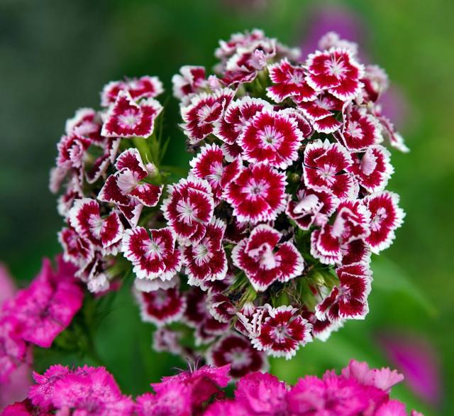 Oeillet Des Fleuristes Chabaud Culture Et Entretien