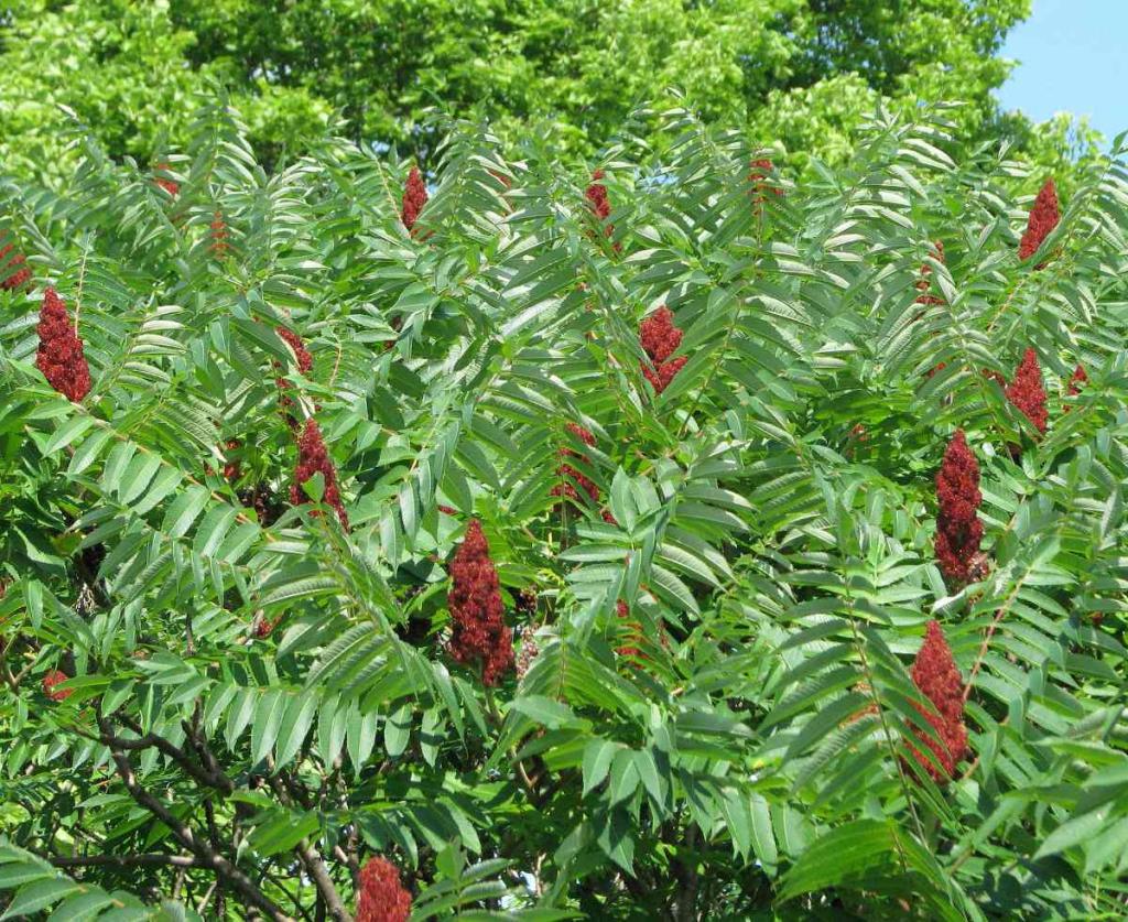 Sumac De Virginie Culture Et Entretien