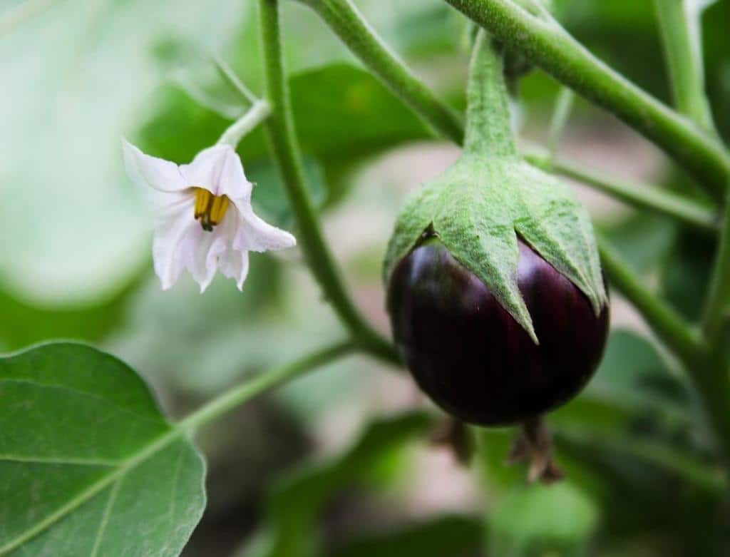 Aubergine Semis Culture Et R Colte Des Aubergines