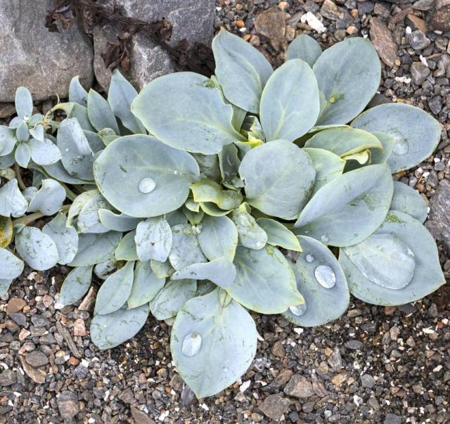 Mertensia Maritima Culture Et Utilisation