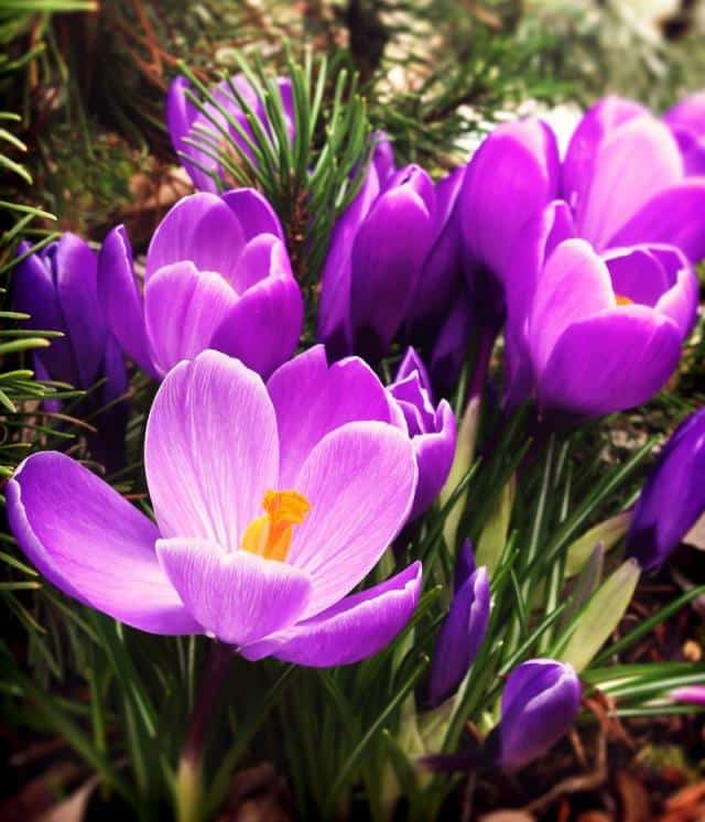 Crocus Plantation Floraison Et Conseils D Entretien