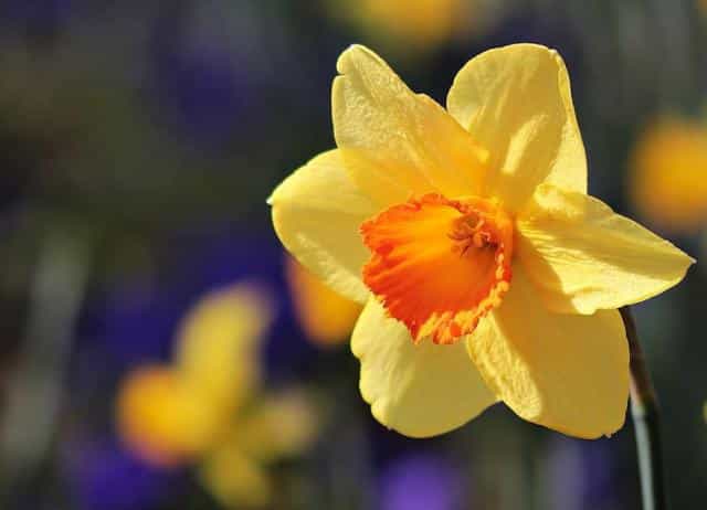 Liste De 9 Fleurs Jaunes Pour Le Jardin