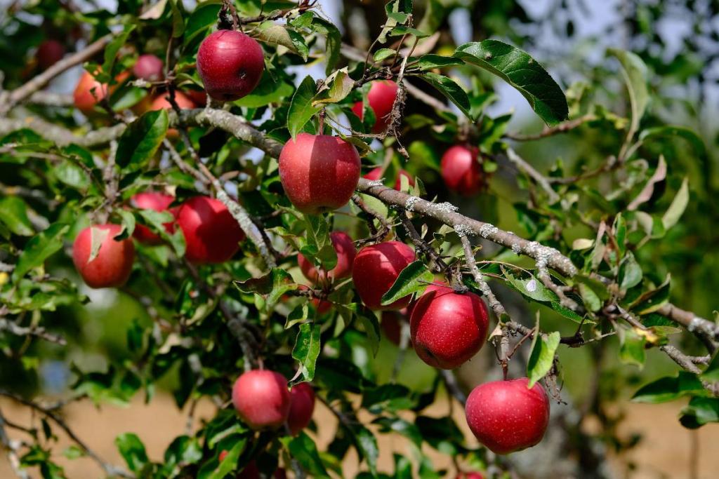 Pommier culture entretien et récolte