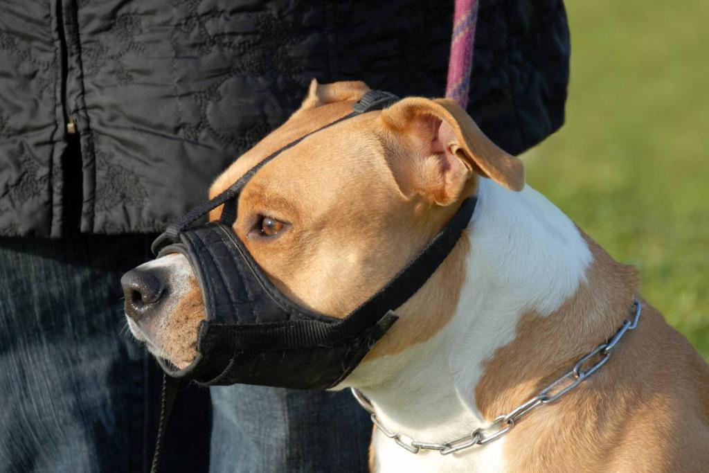 Pour Les Chiens De Cat Gorie Et Obligations Face La Loi