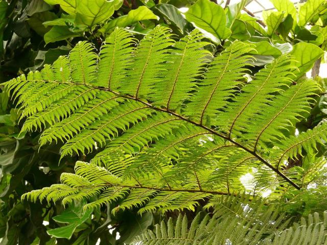 Foug Re Arborescente Plantation Et Conseils D Entretien