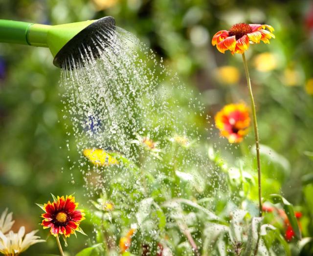 Utiliser La Fiente De Poules Comme Engrais Au Jardin