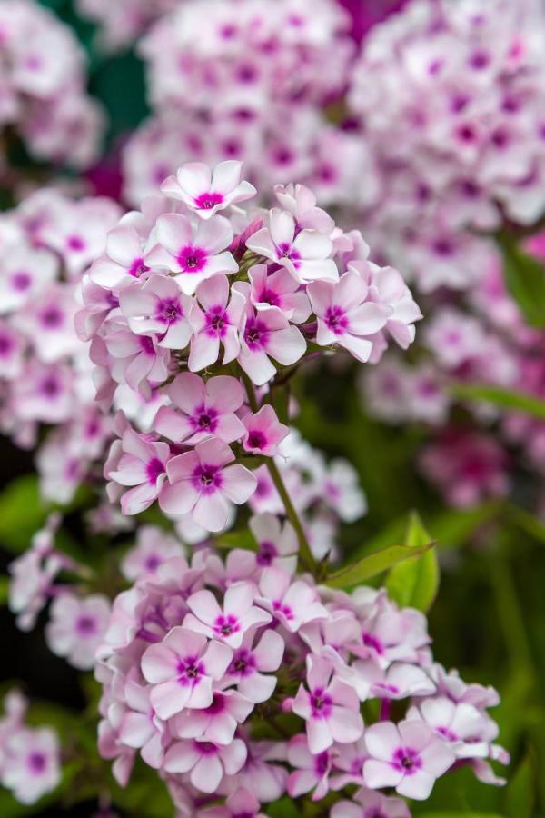 Phlox Paniculata Plantation Entretien Et Multiplication