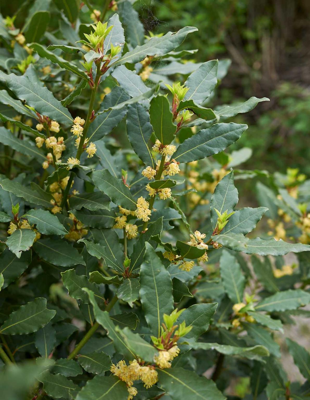 Laurus Nobilis Culture Et Utilisation Des Feuilles