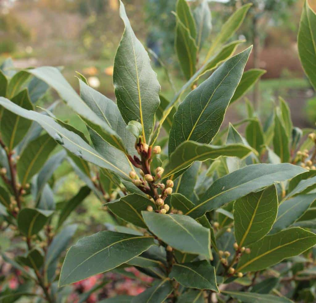 Laurus Nobilis Culture Et Utilisation Des Feuilles