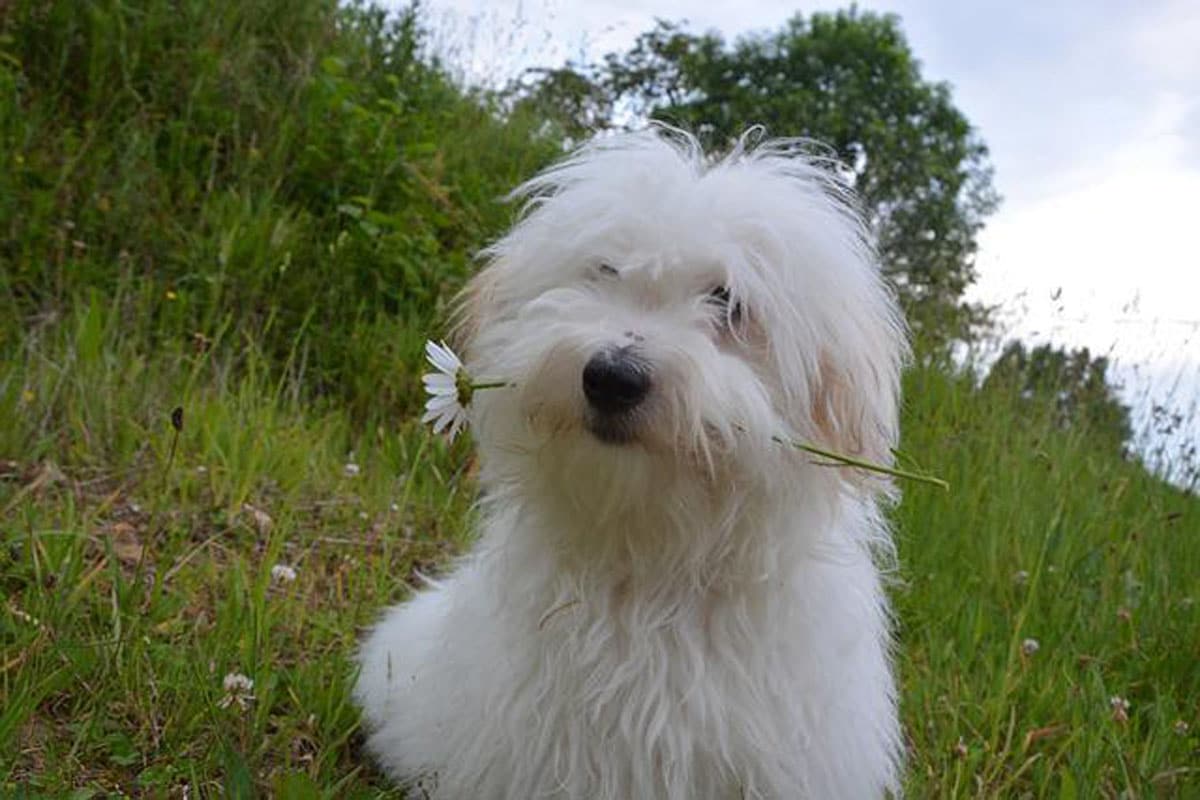 Les Races De Chiens Qui Ne Perdent Pas Leurs Poils