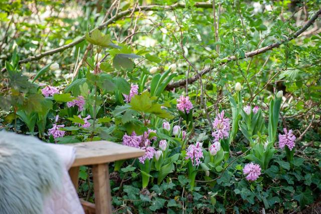 Fleurs Bulbes De Printemps Nos Id Es De Plantation