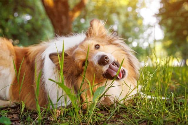 Chien Qui Mange De L Herbe Pourquoi Et Comment R Agir