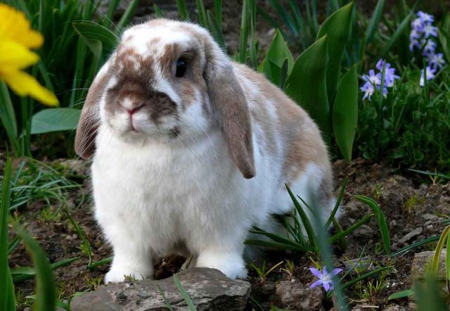 Lapin nain bélier caractère soin à apporter alimentation