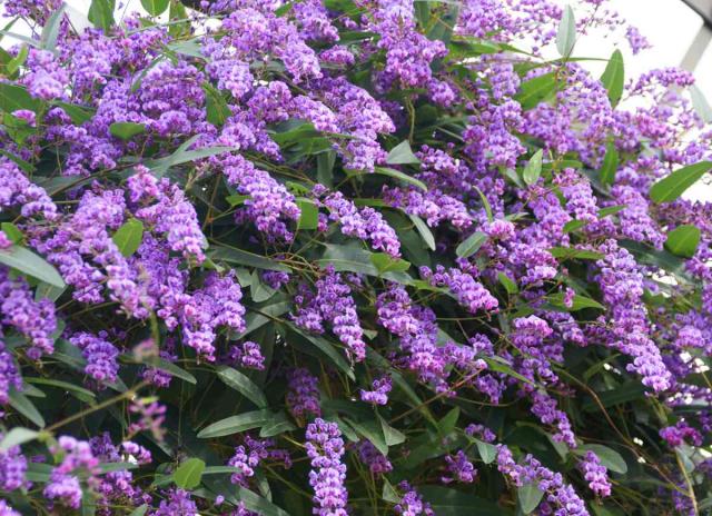 Glycine Australienne Plantation Entretien Et Floraison