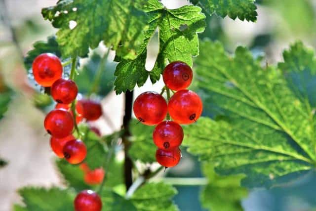 Arbres fruitiers bien choisir planter tailler et récolter les fruits