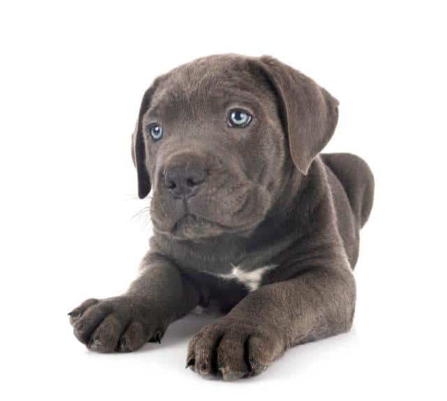 Cane Corso Caract Re Alimentation Prix