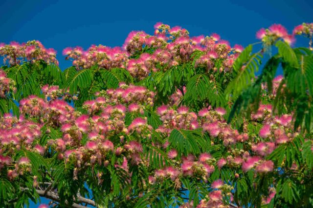 Albizia Plantation Floraison Et Entretien