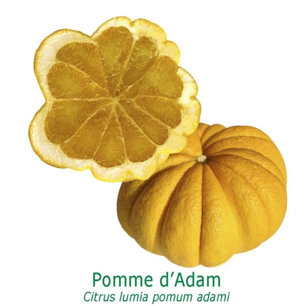 POMME D'ADAM bio | Citrus lumia pomum adame | L'Orangerie