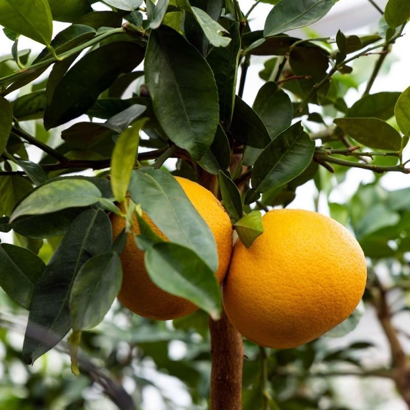 POMELOS A CHAIR ROSE bio | citrus paradisi | L'Orangerie