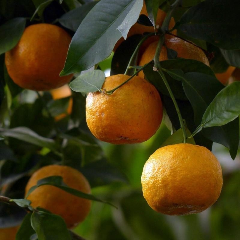 ORANGER AMER bio | citrus aurantium | L’Orangerie