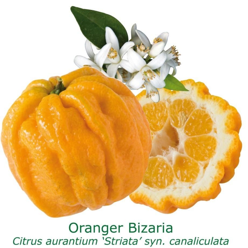 Oranger bizaria bio | Citrus aurantium striata | L’Orangerie