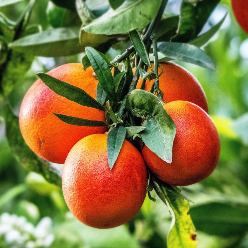 ORANGER MORO bio | Citrus sinensis sanguinea | L’Orangerie