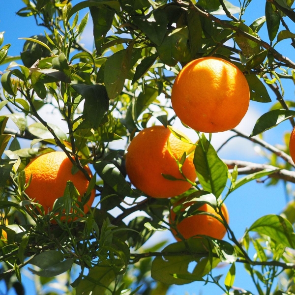 ORANGER THOMSON NAVEL bio | citrus sinensis thomson | L’Orangerie