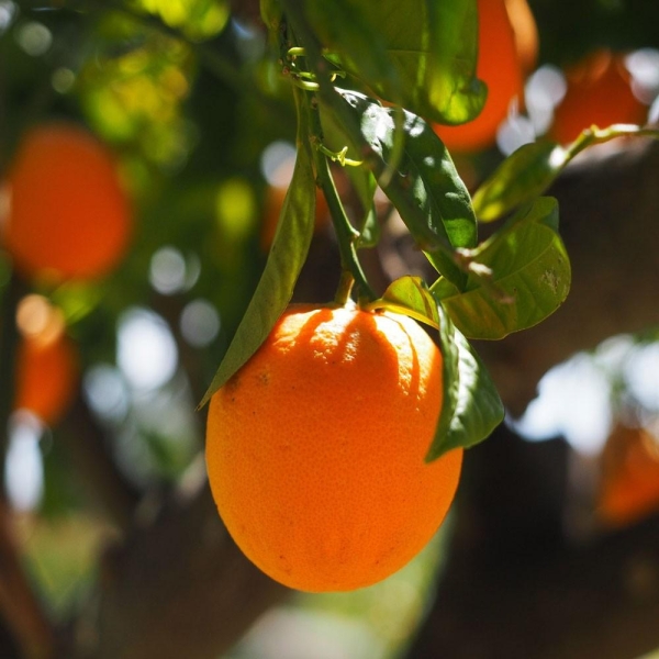 ORANGER CALABRAISE bio | Citrus sinensis | L’Orangerie