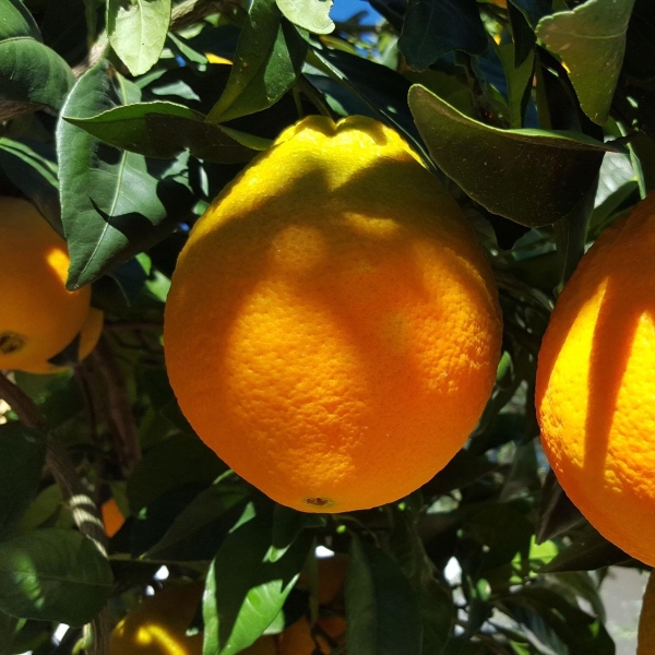 ORANGER VALENCIA LATE bio | citrus sinensis | L’Orangerie