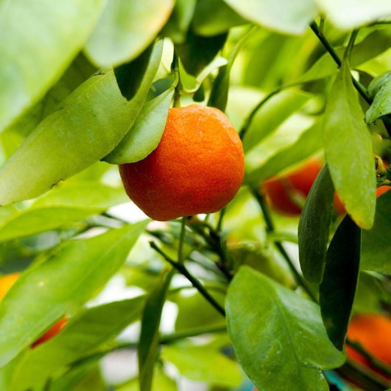 MANDARINIER bio | citrus deliciosa | L’Orangerie