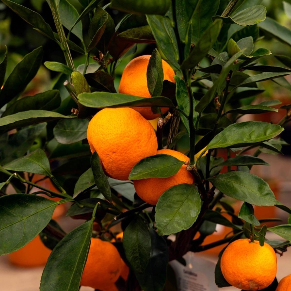 MANDARINIER SATSUMA BIO | citrus unshiu | L’Orangerie