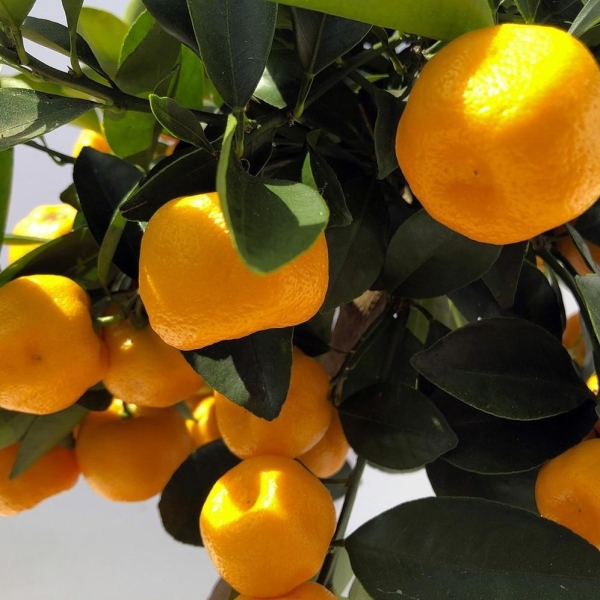 Calamondin bio "citrus madurensis" - Mon Orangerie