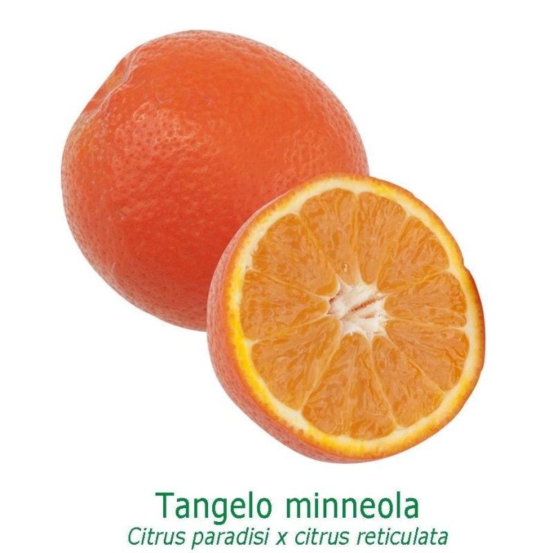 TANGELO MINNEOLA bio | Vente en ligne | L'Orangerie