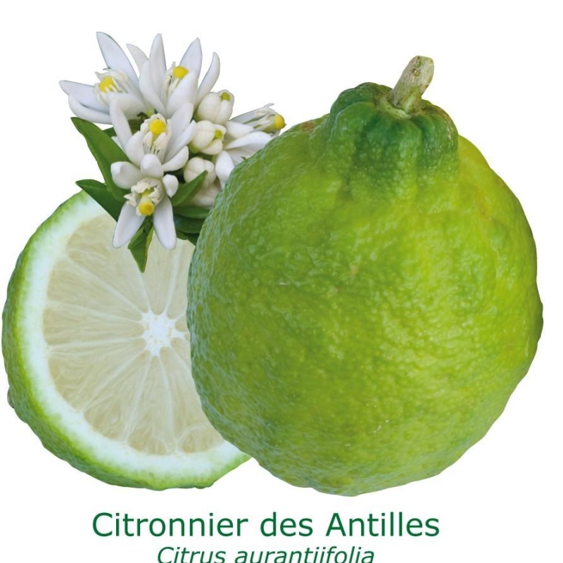 CITRONNIER DES ANTILLES BIO | Citrus Aurantiifolia | L’Orangerie