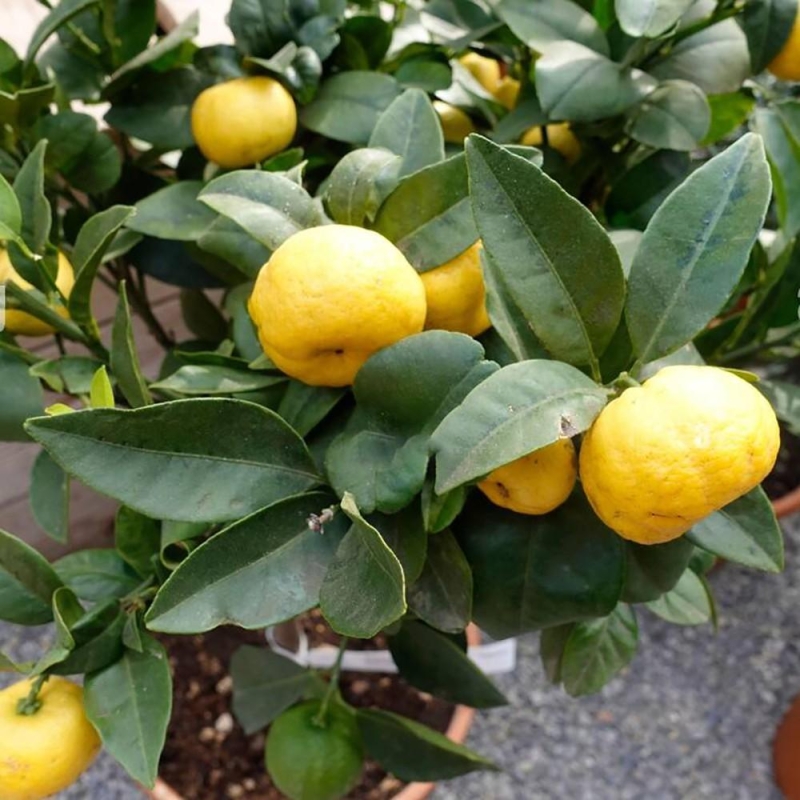 LIME DOUCE DE ROME bio | Vente en ligne | L'Orangerie