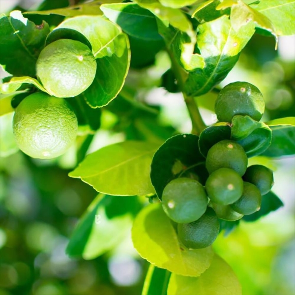 LIME MEXICAINE bio | citrus aurantifolia | L’Orangerie