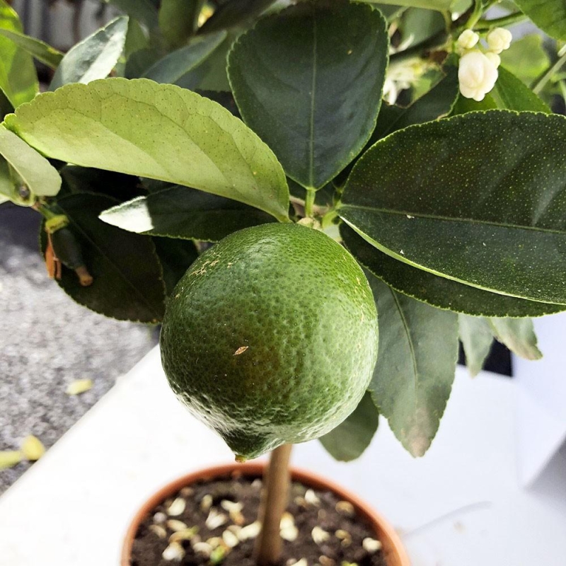 Citronnier vert BIO, Lime Tahiti (citrus aurantifolia) | L’Orangerie