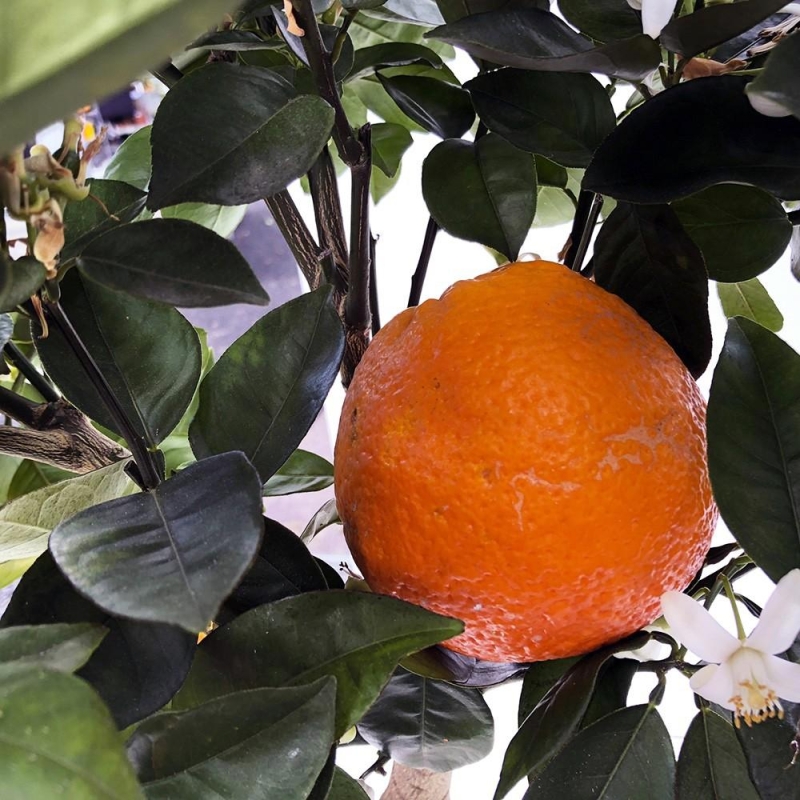 ORANGER SANGUIN | citrus sinensis sanguinea | L’Orangerie