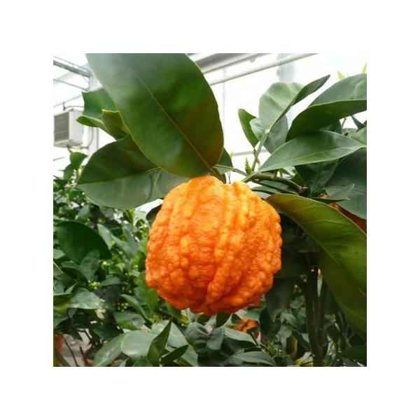 Oranger bizzaria | Citrus aurantium striata