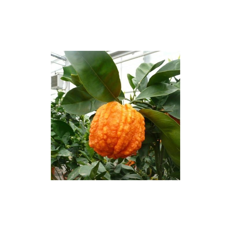 Oranger bizzaria | Citrus aurantium striata