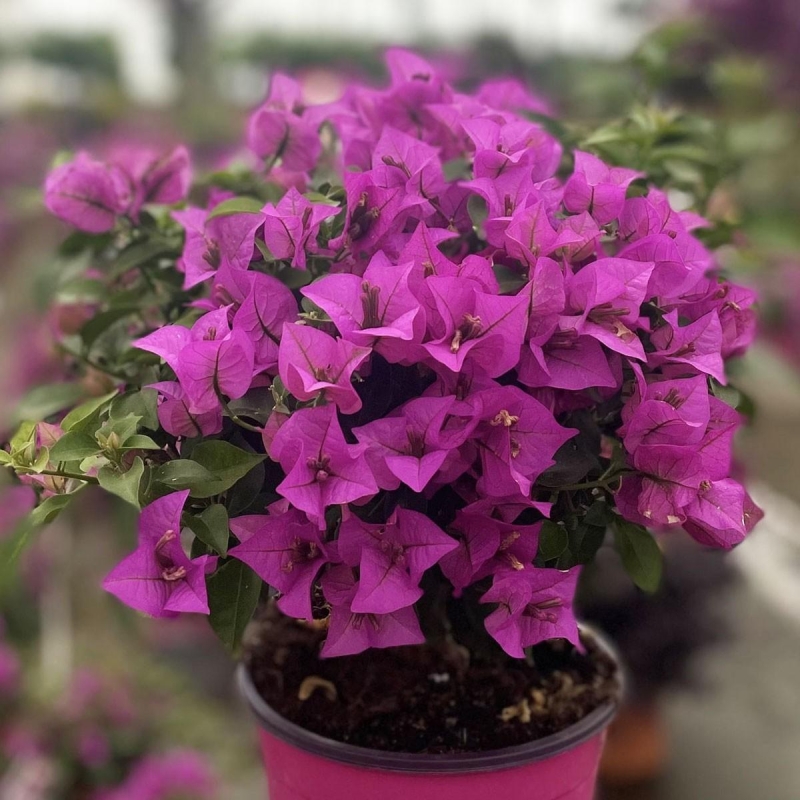 Bougainvillier Alexandra Touffe | L’Orangerie