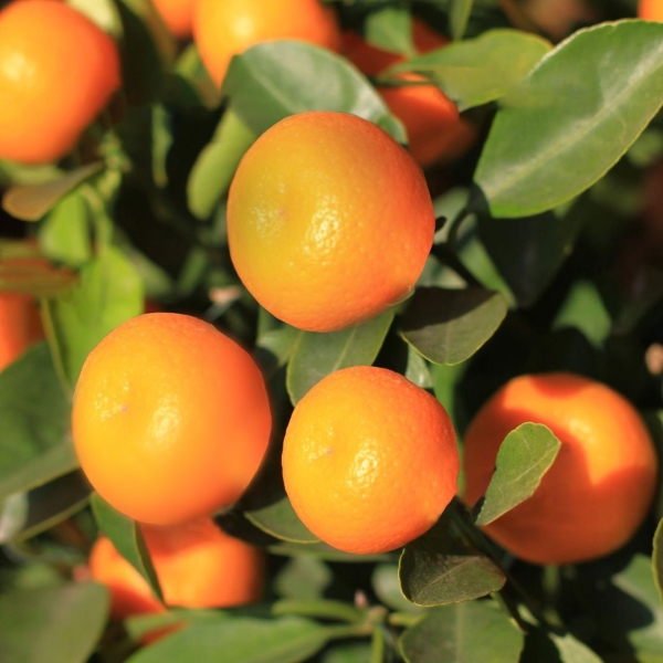 KUMQUAT DE HONG KONG | fortunella hindsii %separator% %shop-name%