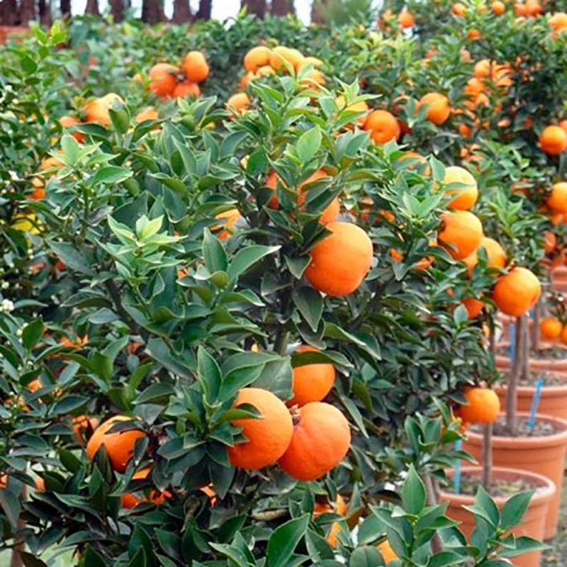 MANDARINIER CHINOIS (CHINOTTO) | citrus myrtifolia