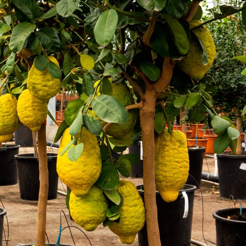 Cédratier 'Ethrog' | Citrus medica 'Ethrog' | L’Orangerie