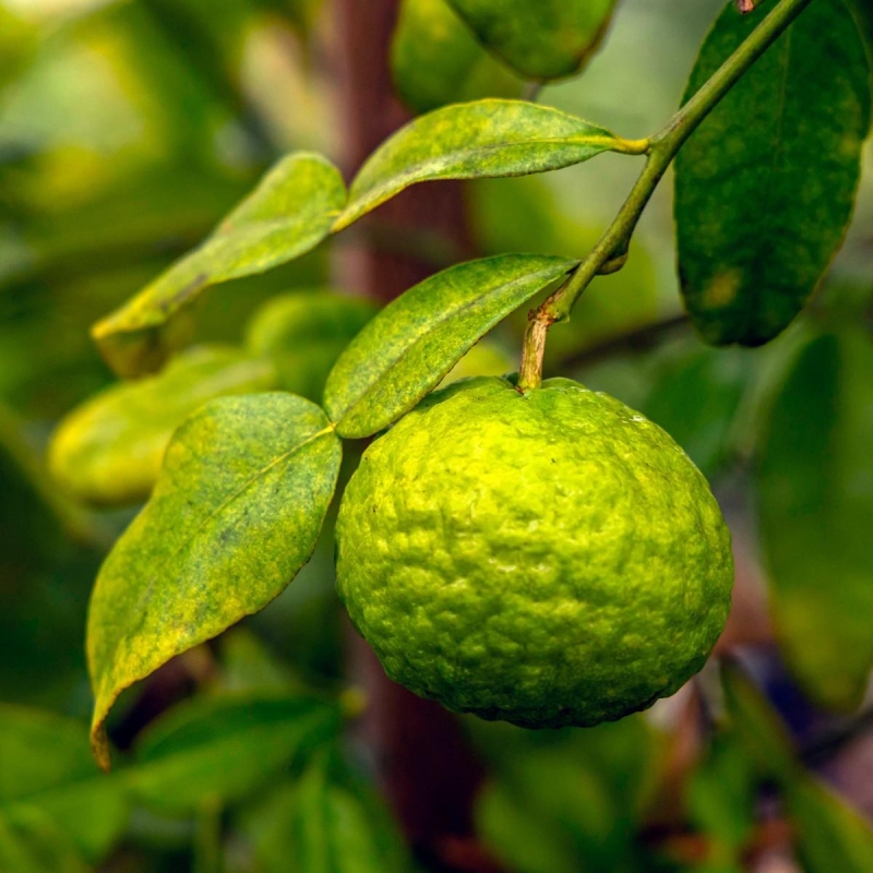 COMBAVA / LIME KAFFIR | Citrus hystrix | L’Orangerie